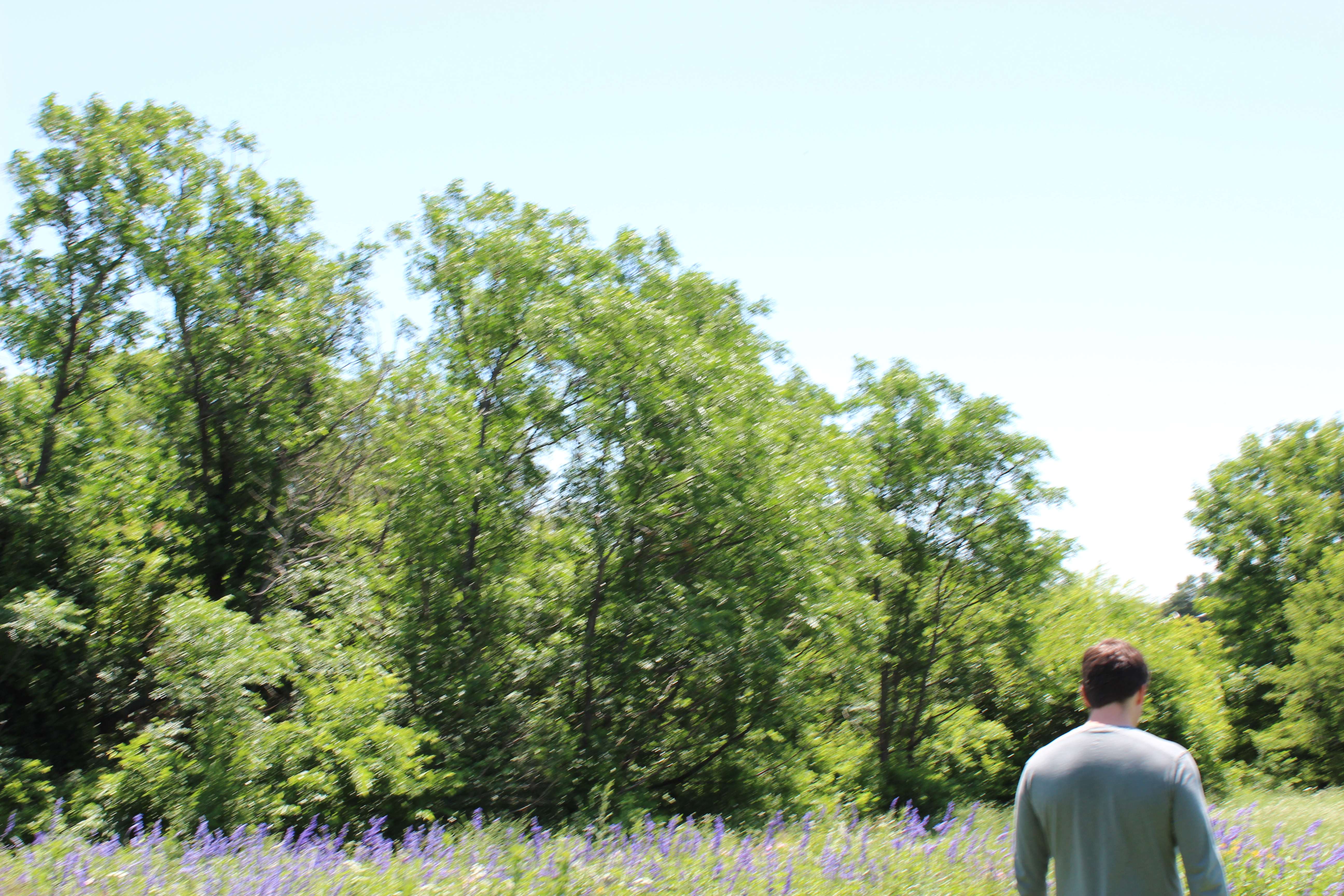 Person walking through a field of purple flowers with trees in background